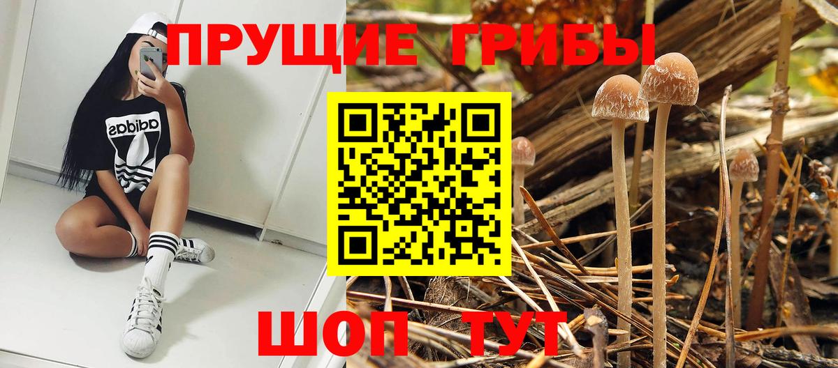 Галлюциногенные грибы прущие грибы Курчалой